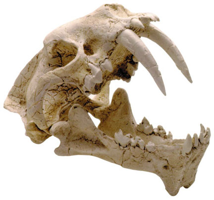 saber-tooth-tiger-skull