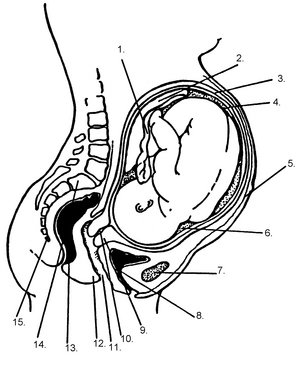 Six Potential Sleeping Positions The Foetus(41%): Those who curl