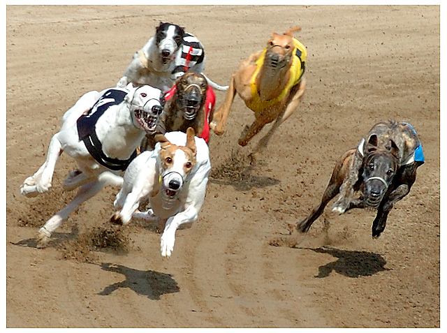 dog race all the way to the top