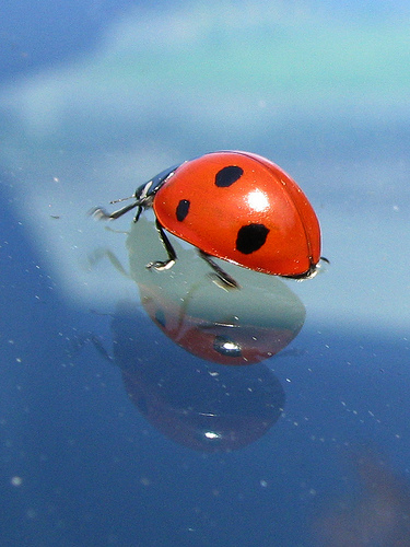 ladybug on windshield
