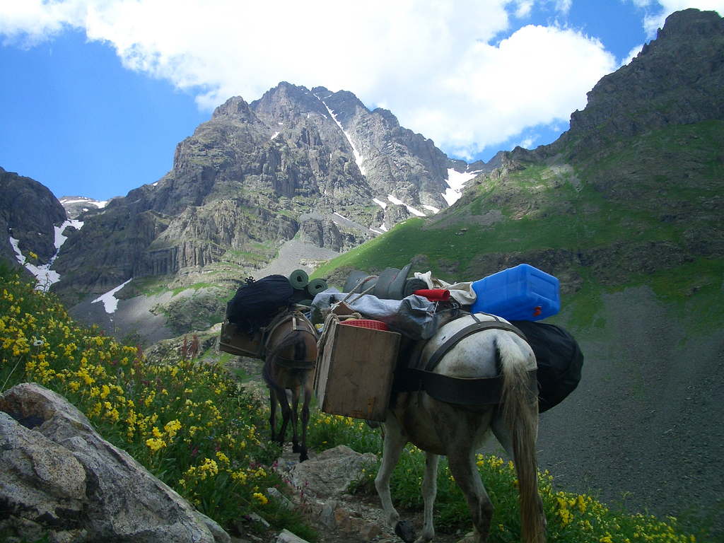 mule carrying frozen lasagnas to mountaintop