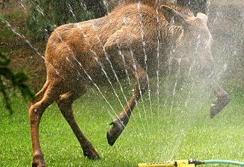 moose jumping through sprinkler
