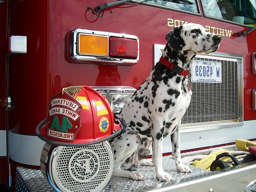 Working Like a Dog: See How Pups Help Park Rangers in These 12 Unusual Jobs  · National Parks Conservation Association