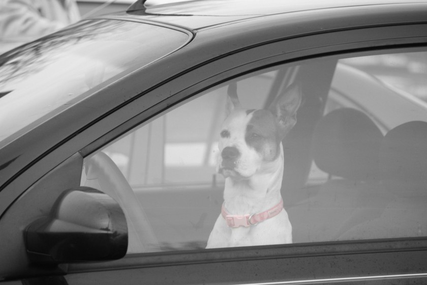 dogs sitting in front seat of car