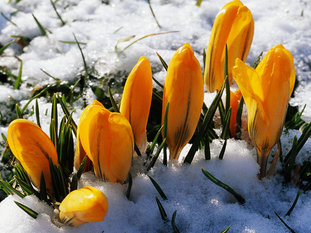 Flowers in snow